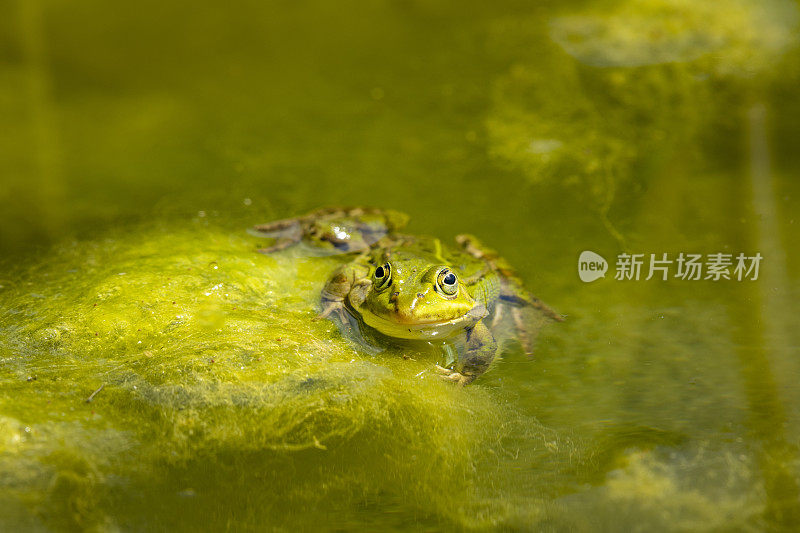 塘蛙(Pelophylax kl. esculentus, Pelophylax“esculentus”，Rana“esculenta”)